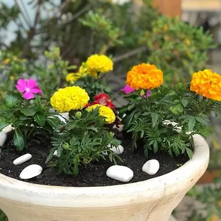 Hotel Shqiponja A&A فندق